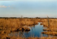 /album/fotogalerij-foto-s-voor-landschappen/veenfoto-2-jpg/